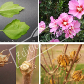 Hibiscus syriacus 4 photos