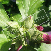 Hibiscus syriacus bouton floral