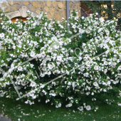 Hibiscus syriacus entier fleuri