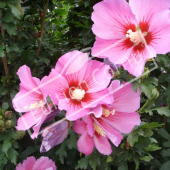 Hibiscus syriacus fleur