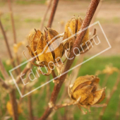 Hibiscus syriacus fruit