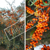 Hippophae rhamnoides 2 photos entier fruit