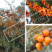 Hippophae rhamnoides 3 photos fruit