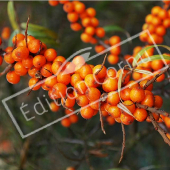 Hippophae rhamnoides fruit