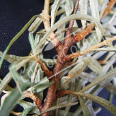 Hippophae rhamnoides rameau