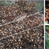 Hydrangea anomala subsp petiolaris 3 photos hiver