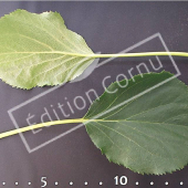 Hydrangea anomala subsp petiolaris feuille CM