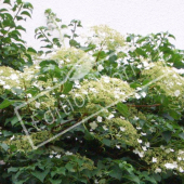 Hydrangea anomala subsp petiolaris rameau fleur