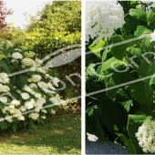 Hydrangea arborescens ‘Annabelle’ 2 photos entier fleuri fleur