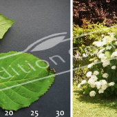 Hydrangea arborescens ‘Annabelle’ 2 photos entier fleuri