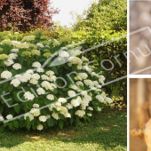 Hydrangea arborescens ‘Annabelle’ 3 photos bois
