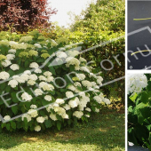 Hydrangea arborescens ‘Annabelle’ 3 photos feuille