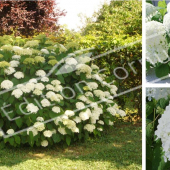 Hydrangea arborescens ‘Annabelle’ 3 photos fleur