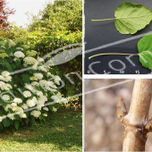 Hydrangea arborescens ‘Annabelle’ 5 photos