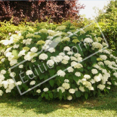 Hydrangea arborescens ‘Annabelle’ entier fleuri