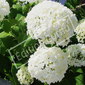 Hydrangea arborescens ‘Annabelle’ fleur