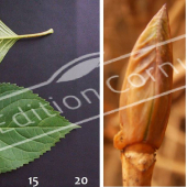 Hydrangea macrophylla 2 photos bourgeon