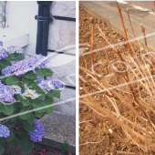 Hydrangea macrophylla 2 photos entier été hiver