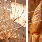 Hydrangea macrophylla 2 photos entier hiver