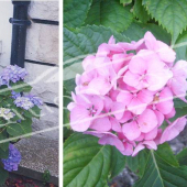 Hydrangea macrophylla 2 photos fleuri fleur