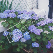 Hydrangea macrophylla entier fleuri