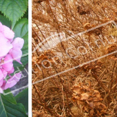 Hydrangea macrophylla fleur été hiver