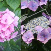 Hydrangea macrophylla fleurs