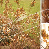 Hydrangea paniculata 3 photos hiver