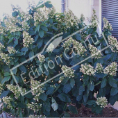 Hydrangea paniculata entier fleuri