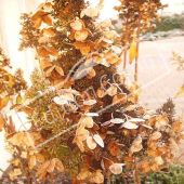 Hydrangea paniculata fleur hiver