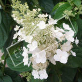 Hydrangea paniculata fleur