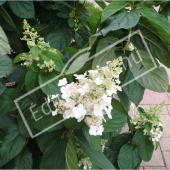 Hydrangea paniculata rameau