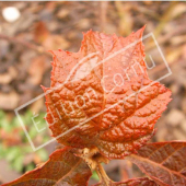 Hydrangea quercifollia ‘Snow queen’® feuille automne