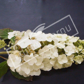 Hydrangea quercifollia ‘Snow queen’® fleur