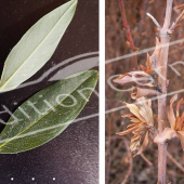 Hypericum hookerianum ‘Hidcote’ 2 photos bourgeon