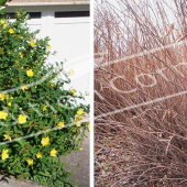 Hypericum hookerianum ‘Hidcote’ 2 photos entier été hiver