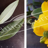 Hypericum hookerianum ‘Hidcote’ 2 photos fleur
