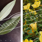 Hypericum hookerianum ‘Hidcote’ 2 photos rameau fleur