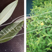 Hypericum hookerianum ‘Hidcote’ 2 photos rameau