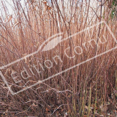 Hypericum hookerianum ‘Hidcote’ 3 photos hiver