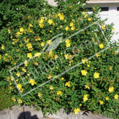 Hypericum hookerianum ‘Hidcote’ entier fleuri