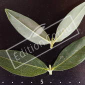 Hypericum hookerianum ‘Hidcote’ feuille CM