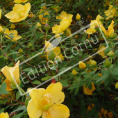 Hypericum hookerianum ‘Hidcote’ rameau fleur