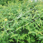 Hypericum hookerianum ‘Hidcote’ rameau