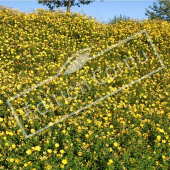 Hypericum hookerianum ‘Hidcote’ talus