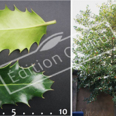 Ilex aquifolium 2 photos entier