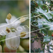 Ilex aquifolium 2 photos fleur fruit
