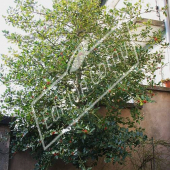 Ilex aquifolium entier