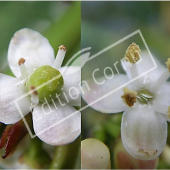 Ilex aquifolium fleurs