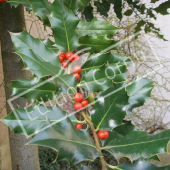 Ilex aquifolium fruit